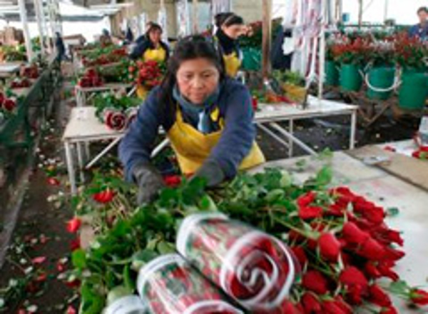 Colombia exportará 500 millones de flores por San Valentín